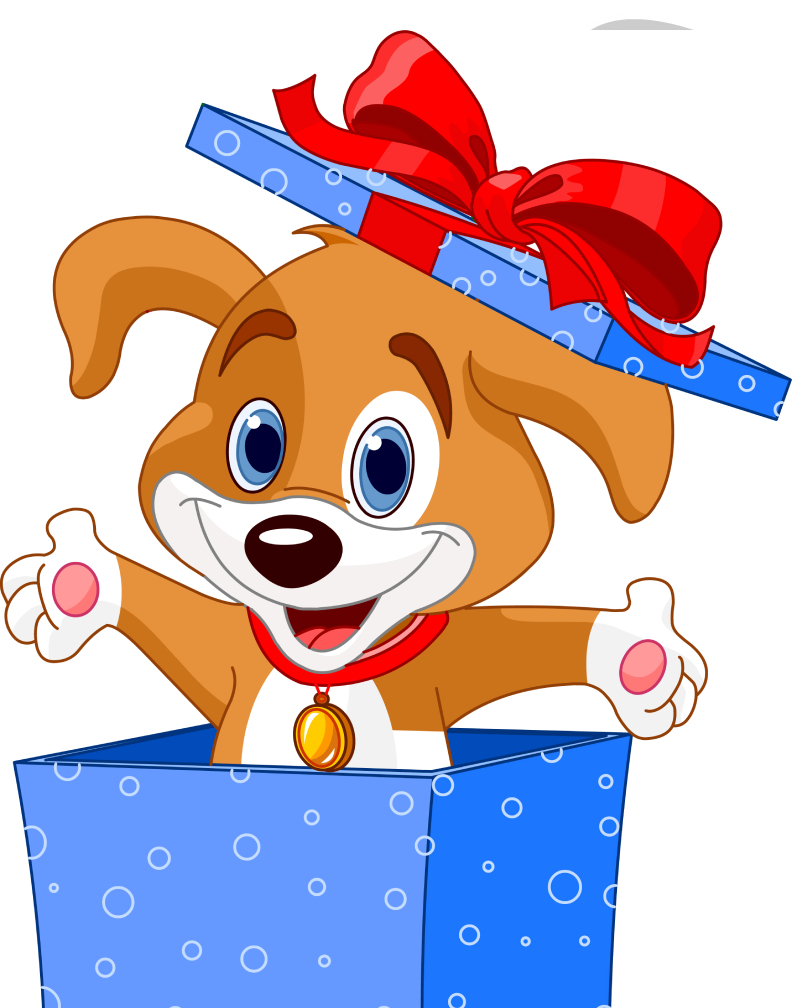 Tail-Wagging Longevity: How Regular Grooming and Baths at Cat Diggity Dog Salon Boost Your Dog’s Lifespan and Joy