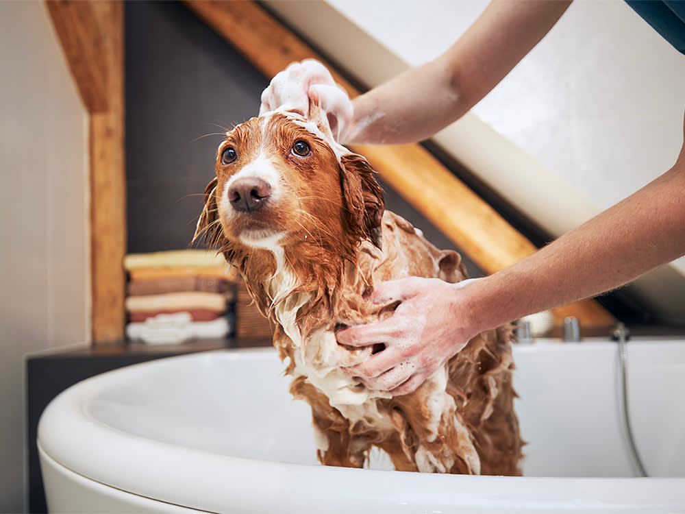 the wildest tips for a well groomed dog shutterstock 2156316317