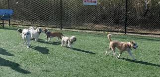 Paws and Play: Exploring Newbridge Road Dog Park in Bellmore – A Hicksville Neighbor's Delight Download 2