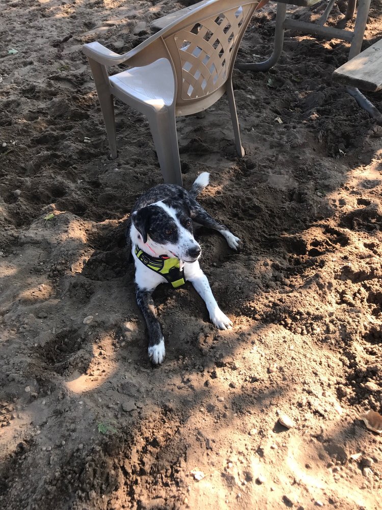 Sandy Shenanigans: Diving into Cedar Creek Park Dog Run in Seaford – Hicksville’s Coastal Cousin