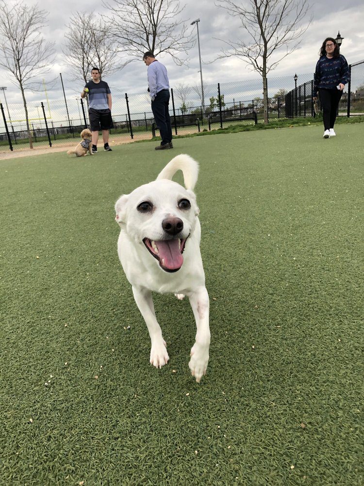 Bay Park Bliss: A Coastal Canine Guide to Bay Park Dog Run in East Rockaway – Hicksville's Seaside Sidekick O 6
