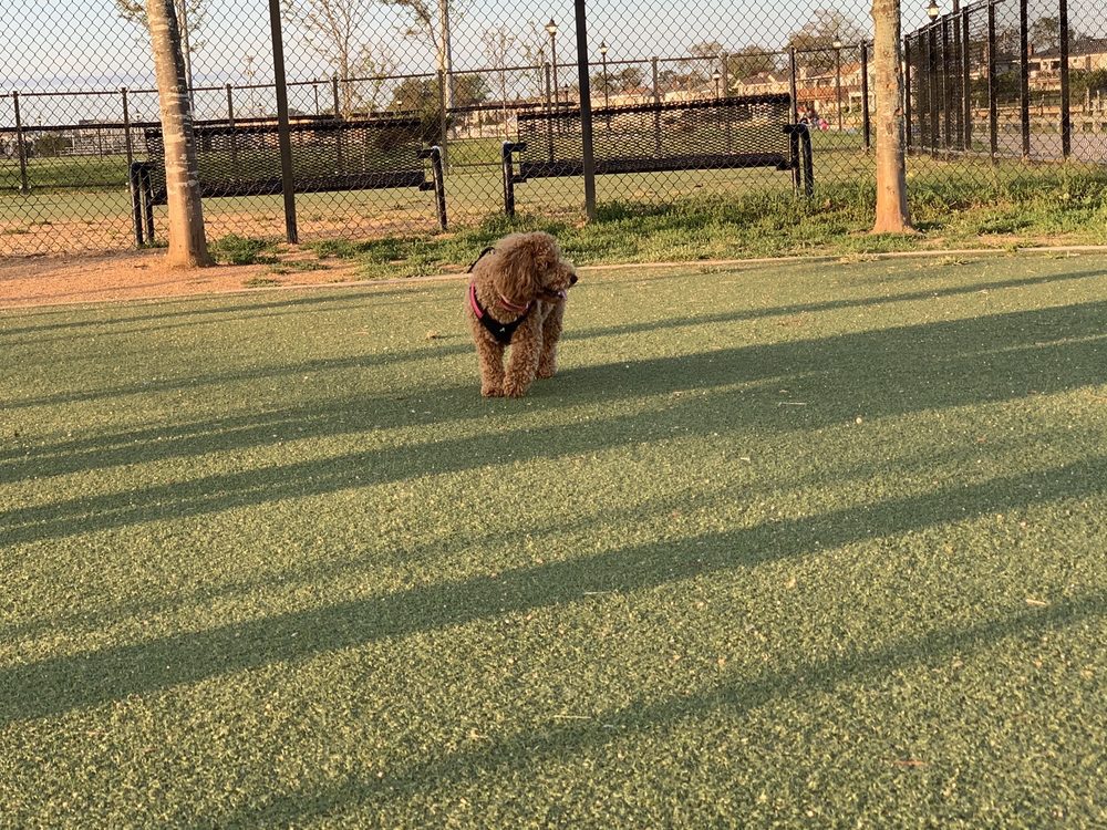 Bay Park Bliss: A Coastal Canine Guide to Bay Park Dog Run in East Rockaway – Hicksville's Seaside Sidekick O 7