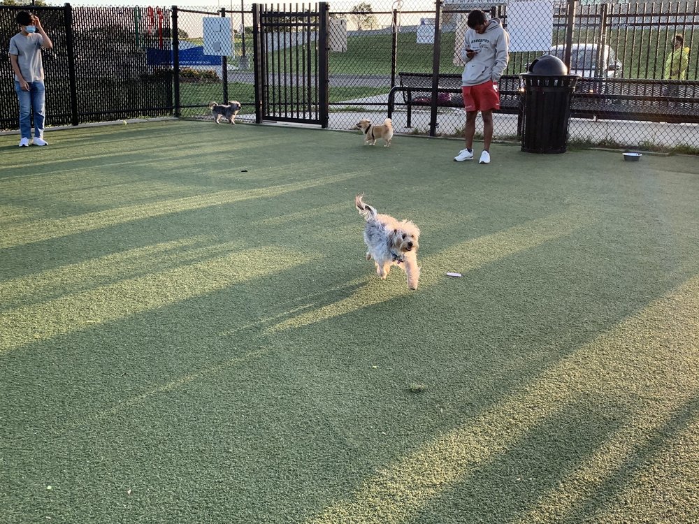Bay Park Bliss: A Coastal Canine Guide to Bay Park Dog Run in East Rockaway – Hicksville’s Seaside Sidekick