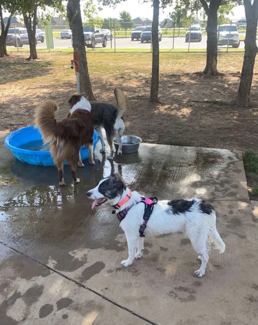 Sandy Shenanigans: Diving into Cedar Creek Park Dog Run in Seaford – Hicksville's Coastal Cousin Thumb 1701764551 5843