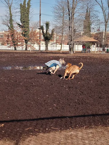 Tail-Waggers' Haven: Discovering the Oyster Bay Dog Park in Massapequa – A Quick Hop from Hicksville Unnamed